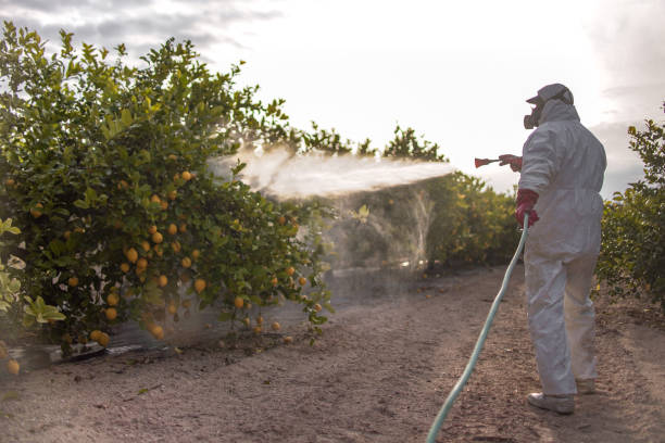 Best Flea Control Services  in River Grove, IL